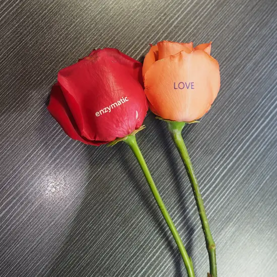 GNFEI F33FR rose flower printer printing custom logo on fresh red rose petal — factory direct