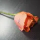 Custom flower printer applying detailed text and logos on both artificial and natural petals effortlessly.
