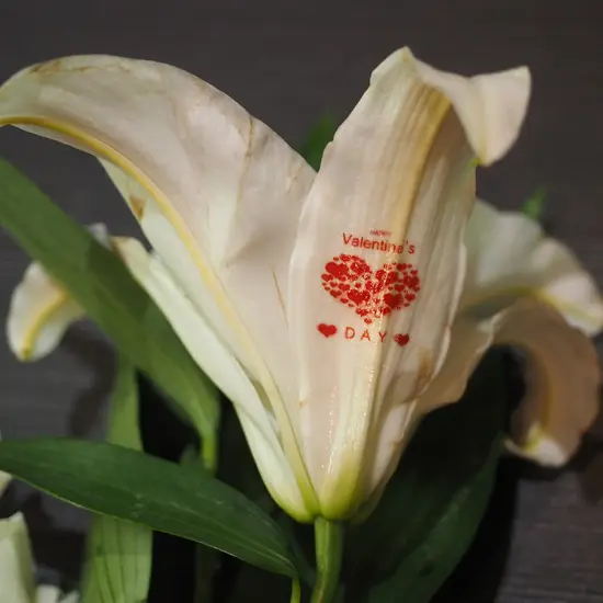 GNFEI F33FR rose flower printer printing custom logo on fresh red rose petal — factory direct
