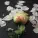 Flower Printer
