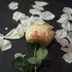 GNFEI F33FR rose flower printer printing custom logo on fresh red rose petal — factory direct