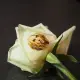 High-resolution Speaking Flower Printer printing photos directly onto petals and gift paper with embedded voice messages for unique keepsakes.