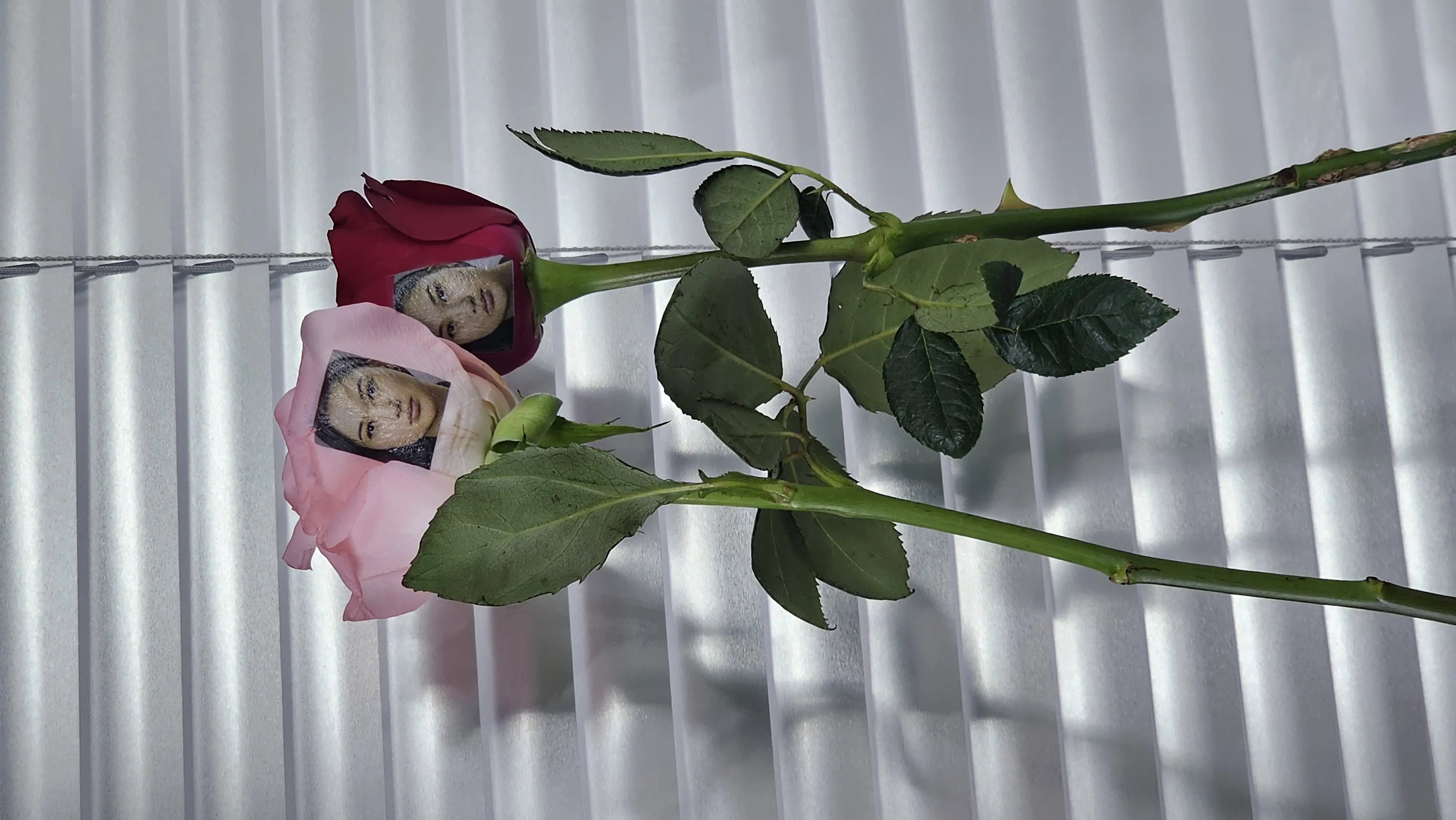 Rose petal with printed portrait — floral printing machine